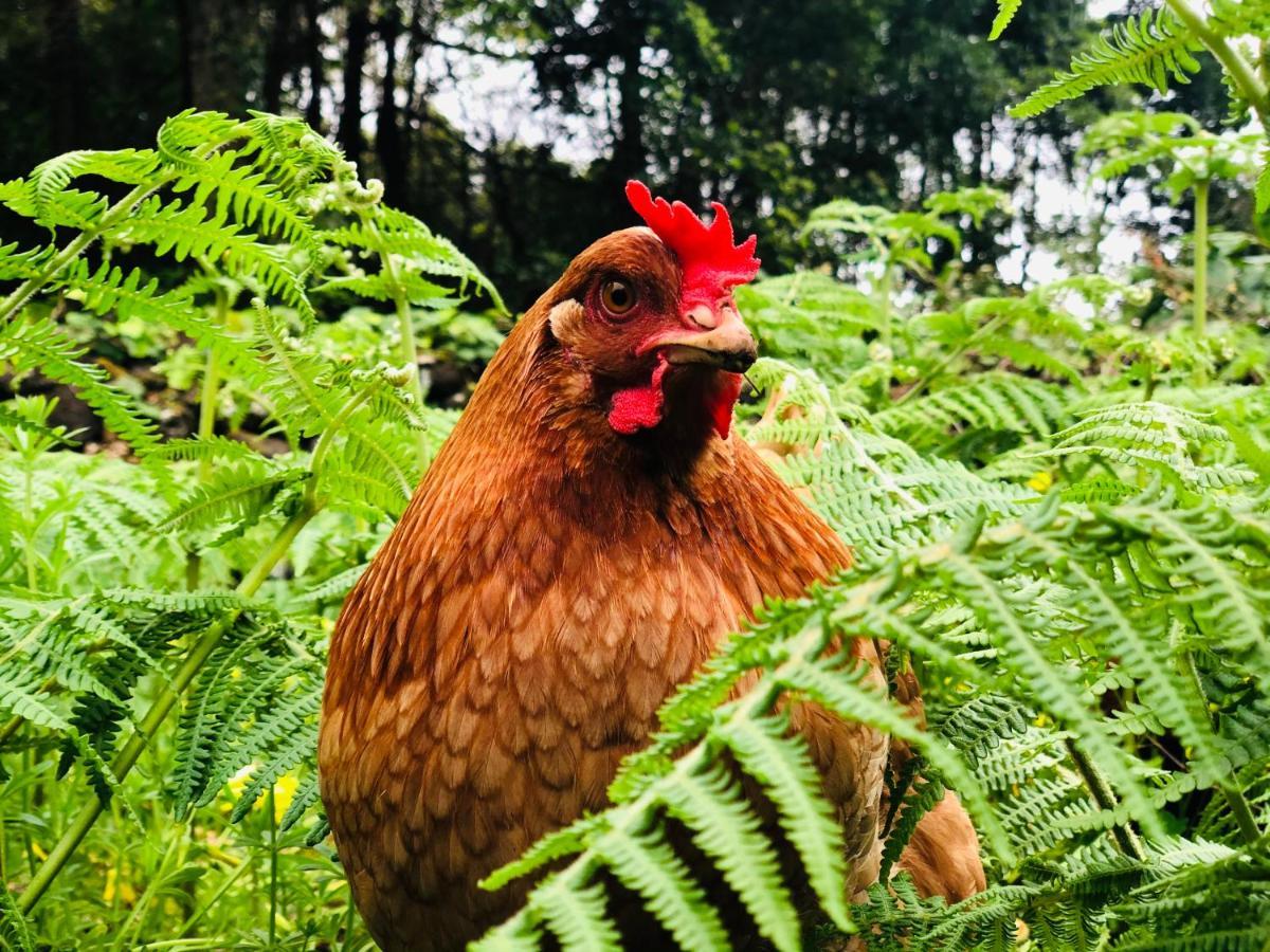Quinta Pereirinha Farm - A Private 3 Bedroom Vacation Home, Close To Hiking W Ocean Views - Pico Island, Azores São Roque do Pico Eksteriør bilde